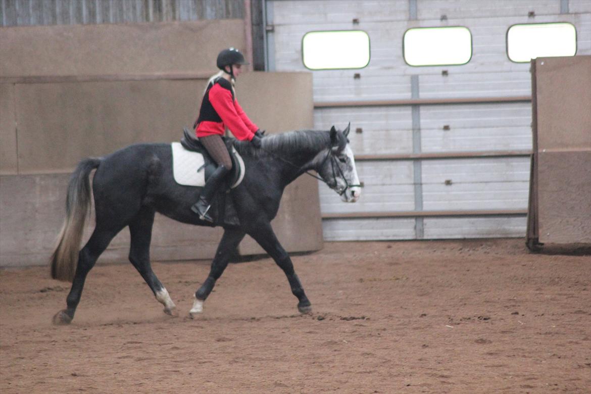 Anden særlig race Ferdinand Pascal - 1 mdr i ridning billede 6