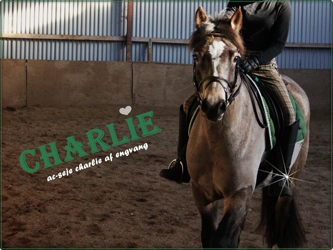 Connemara Ac-Seje Charlie af Engvang *..Bassemand..* - Velkommen til Charlie's profil, kig gerne med en bedømmelse&kommentar!:D
Foto: Maria billede 1