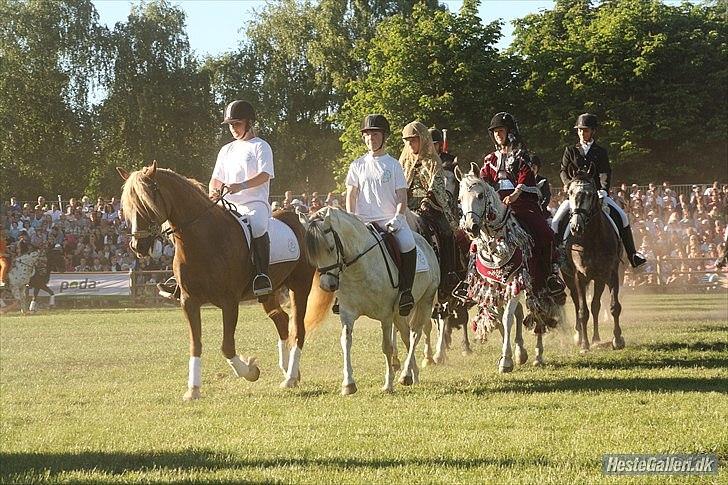 Welsh Cob (sec D) Glanvyrnwy Olwena billede 16