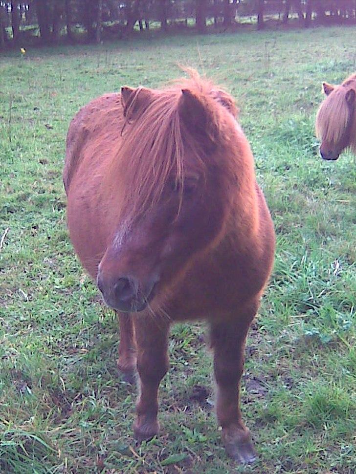 Shetlænder Speedy Gonzales -Min dreng er savnet- - VELKOMMEN TIL SPEEDYS PROFIIL!<3
Håber i kan li den!? billede 4
