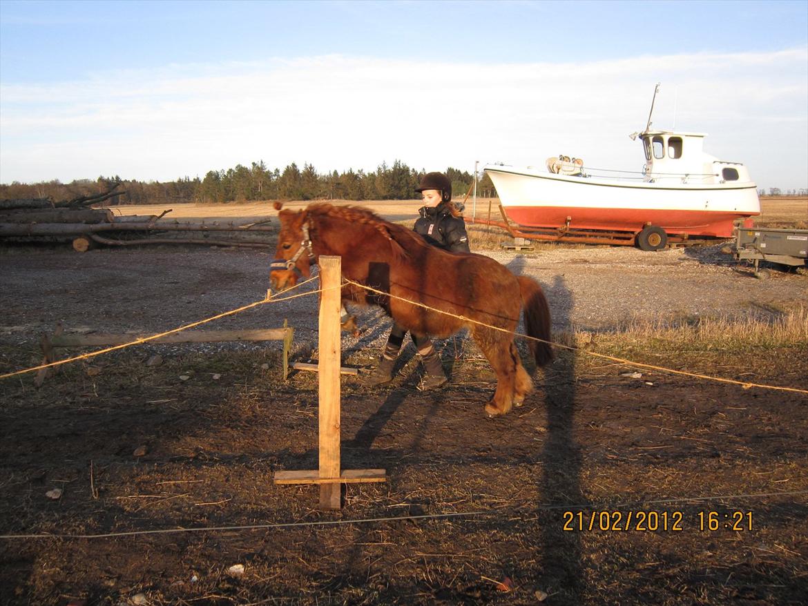 Shetlænder Speedy Gonzales -Min dreng er savnet- - løsspringning, ved ikke lige hvor høj det er men jeg vil tro det er omkring 50-60cm. billede 5