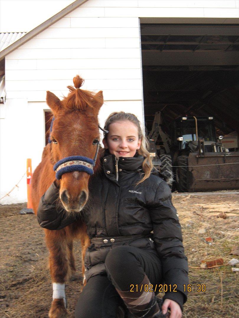 Shetlænder Speedy Gonzales -Min dreng er savnet- - Min veninde og Speedy!
Det perfekte par!<3<3<3 billede 2