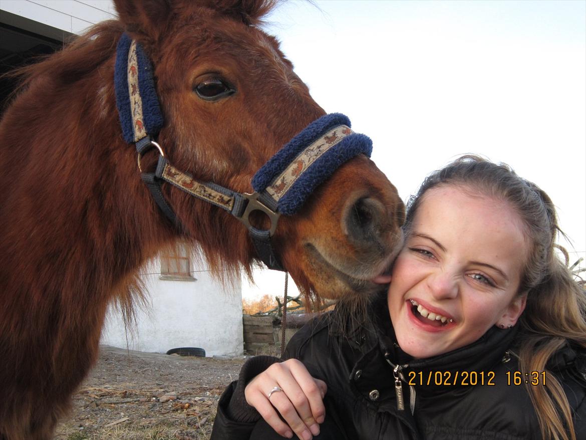 Shetlænder Speedy Gonzales -Min dreng er savnet- - *PYS*
Læg mærke til hans tunge! billede 1