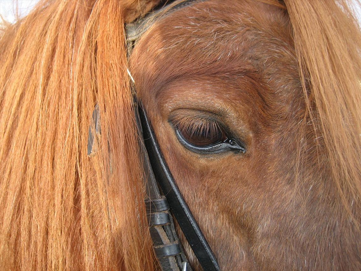 Shetlænder Speedy Gonzales -Min dreng er savnet- - <3  billede 3