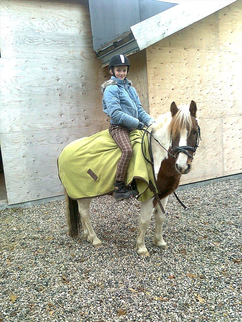 Pinto Just Jumping Oliver *Solgt billede 7