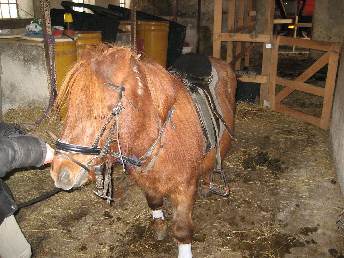 Shetlænder Speedy Gonzales -Min dreng er savnet- - Vi sadler ham af!<3 billede 6
