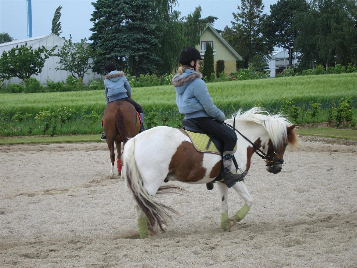 Pinto Just Jumping Oliver *Solgt billede 2
