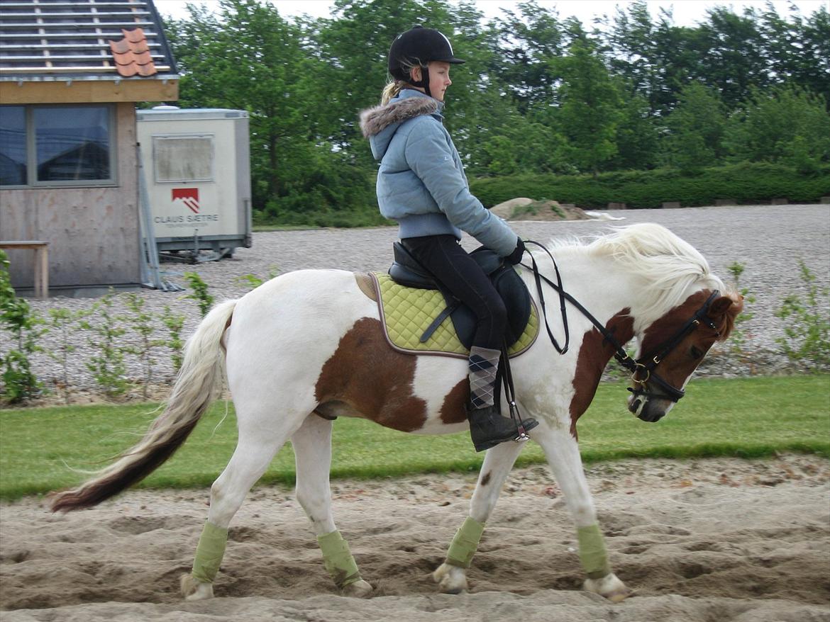 Pinto Just Jumping Oliver *Solgt billede 8