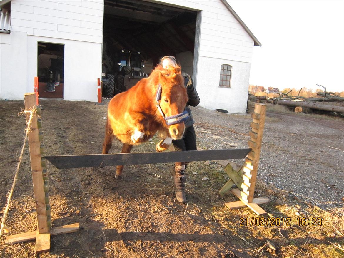 Shetlænder Speedy Gonzales -Min dreng er savnet- - løsspring! han vil gerne have at man løber med i starten!! Hi billede 7