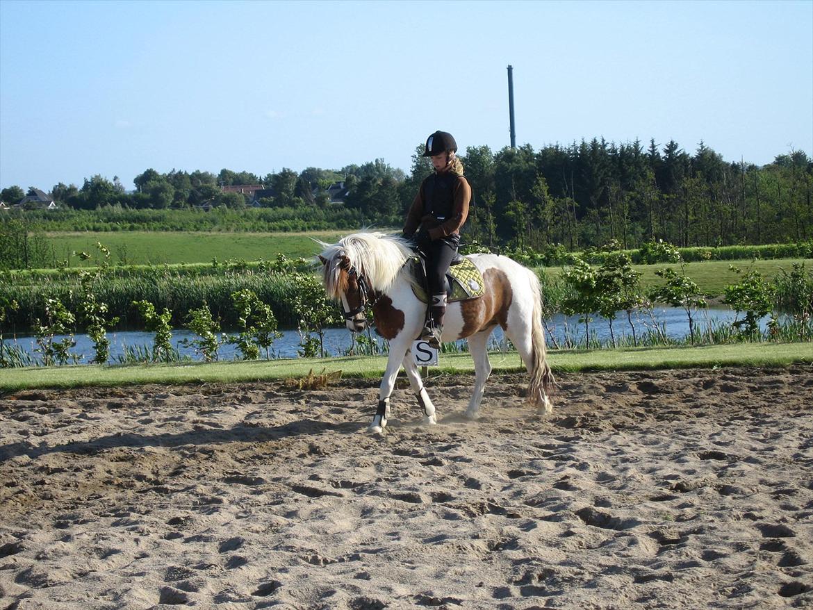 Pinto Just Jumping Oliver *Solgt billede 9