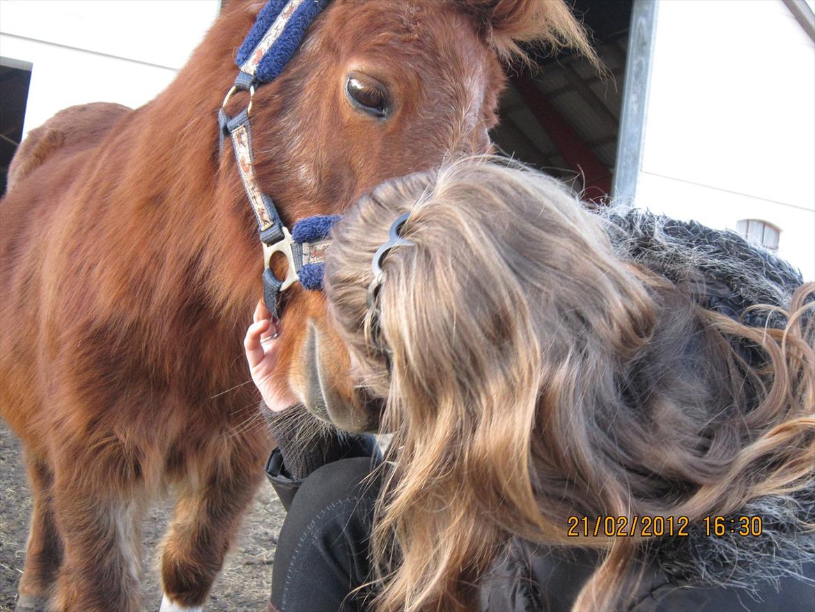 Shetlænder Speedy Gonzales -Min dreng er savnet- - De bedste venner!!<3 billede 8