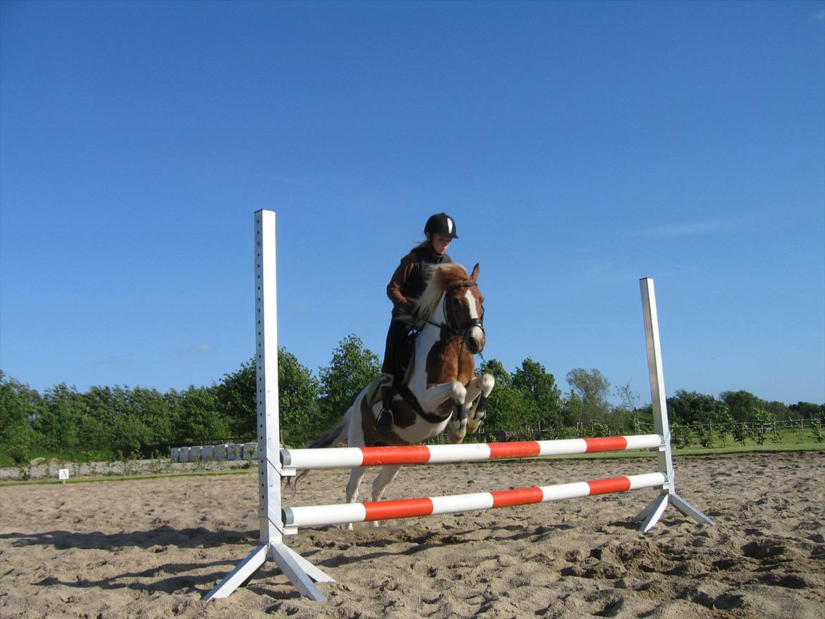 Pinto Just Jumping Oliver *Solgt billede 10