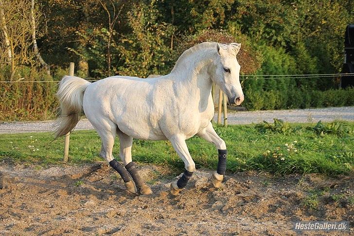 Anden særlig race Timian billede 2