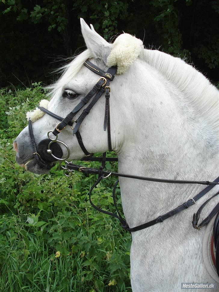 Anden særlig race Timian billede 3