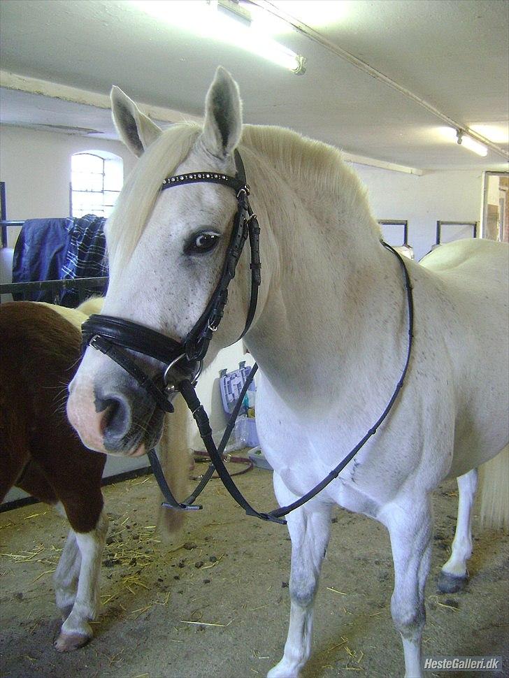 Anden særlig race Timian billede 4