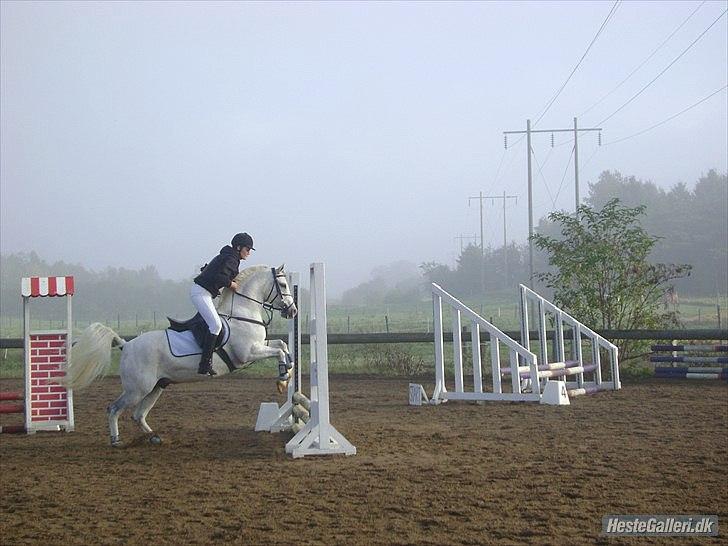 Anden særlig race Timian billede 5