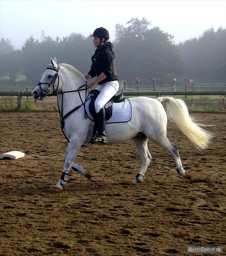 Anden særlig race Timian billede 1