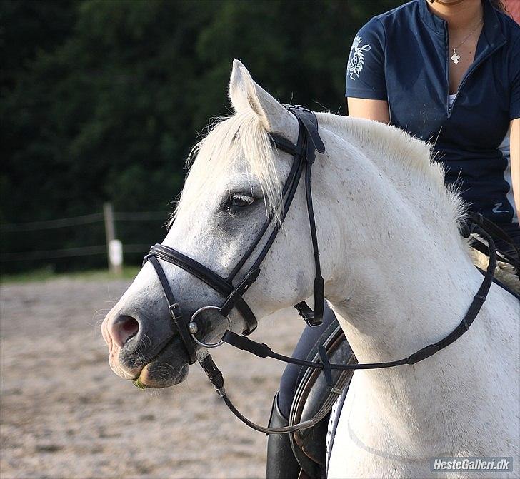 Anden særlig race Timian billede 7
