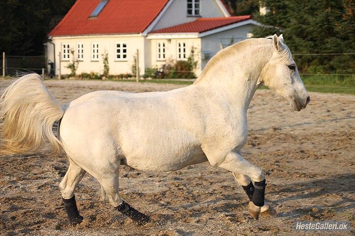 Anden særlig race Timian billede 8