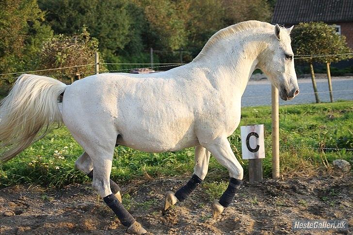 Anden særlig race Timian billede 9