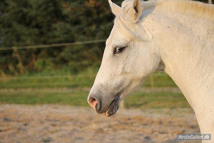 Anden særlig race Timian billede 10