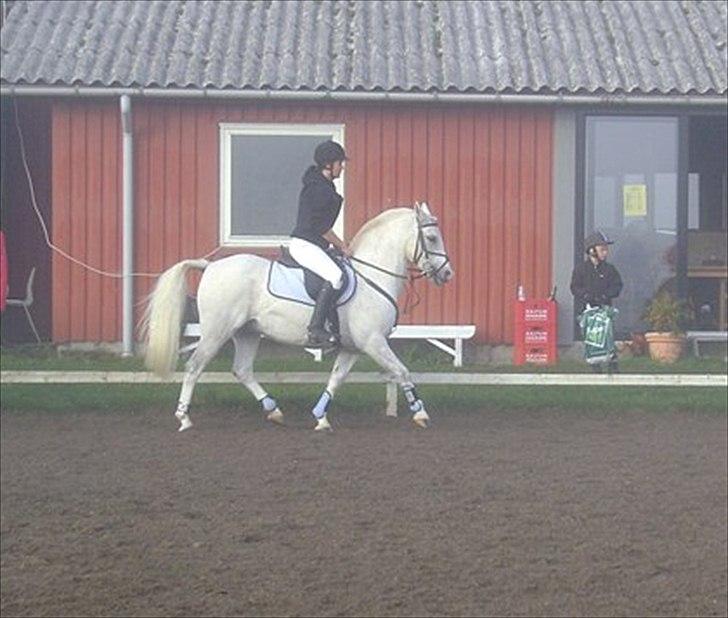 Anden særlig race Timian billede 11