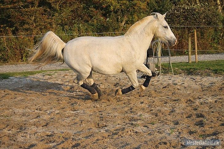Anden særlig race Timian billede 12