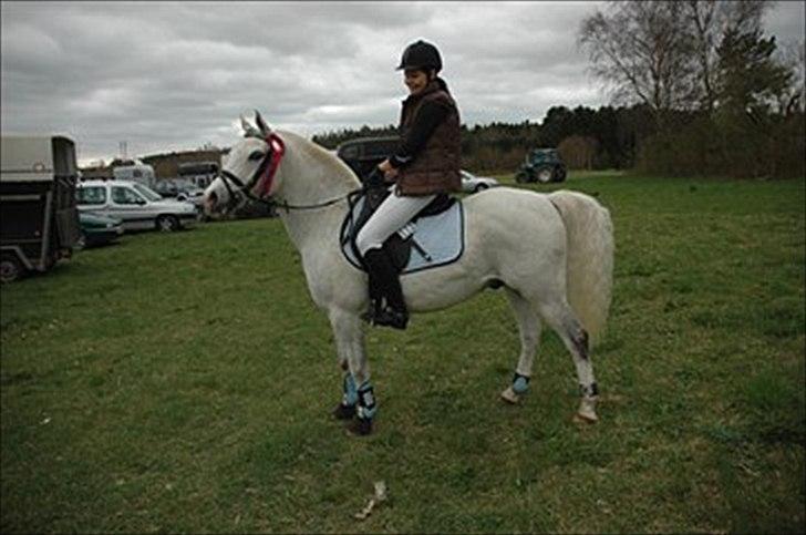 Anden særlig race Timian billede 13