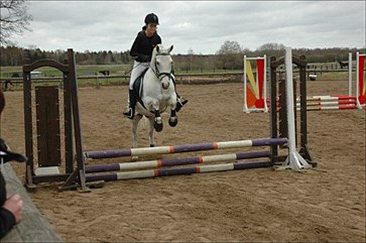 Anden særlig race Timian billede 14