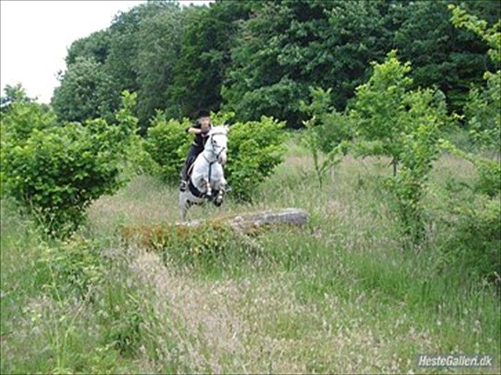 Anden særlig race Timian billede 15