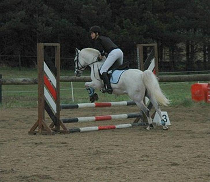 Anden særlig race Timian billede 16