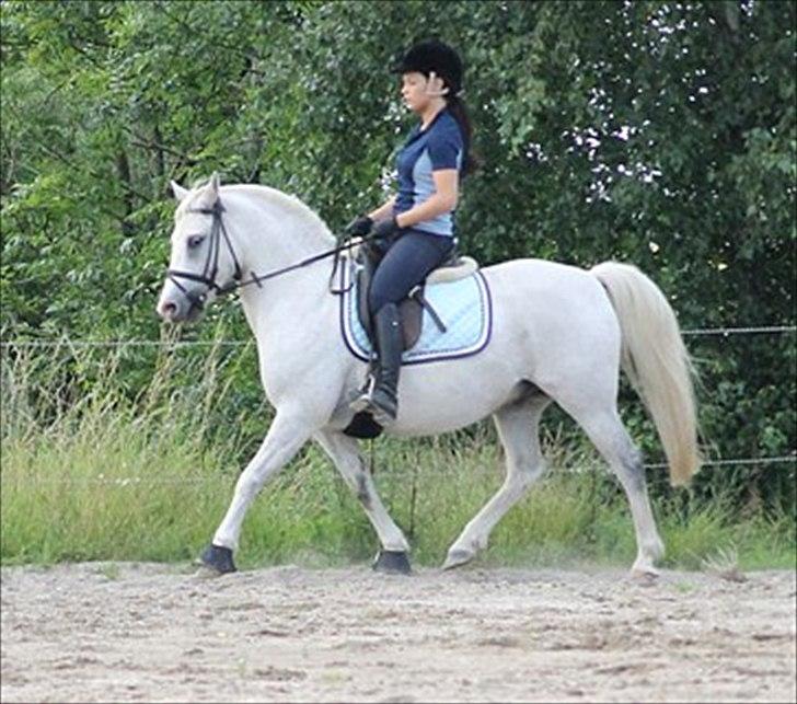 Anden særlig race Timian billede 17