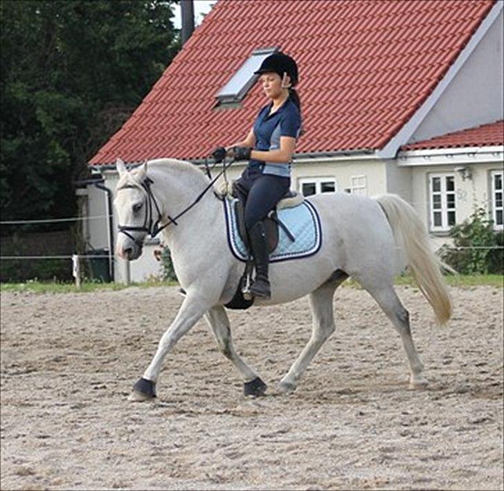 Anden særlig race Timian billede 18