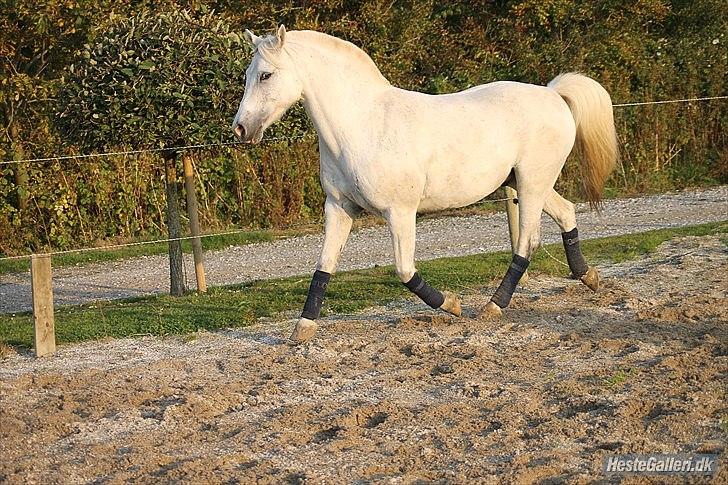 Anden særlig race Timian billede 19