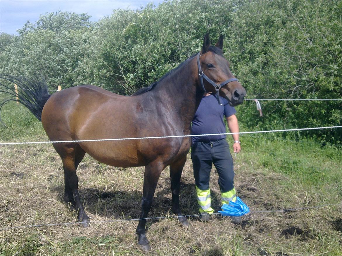 Dansk Varmblod Aqua billede 6