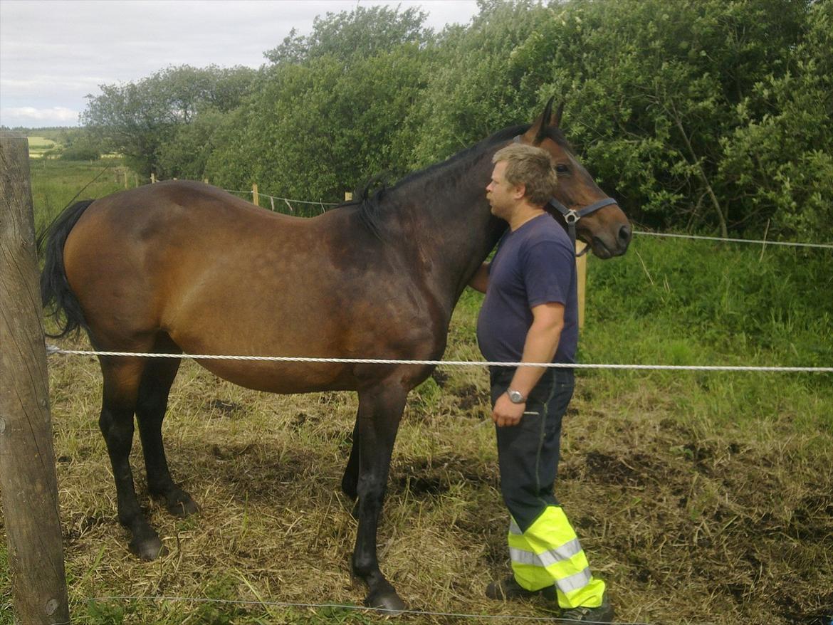 Dansk Varmblod Aqua billede 2