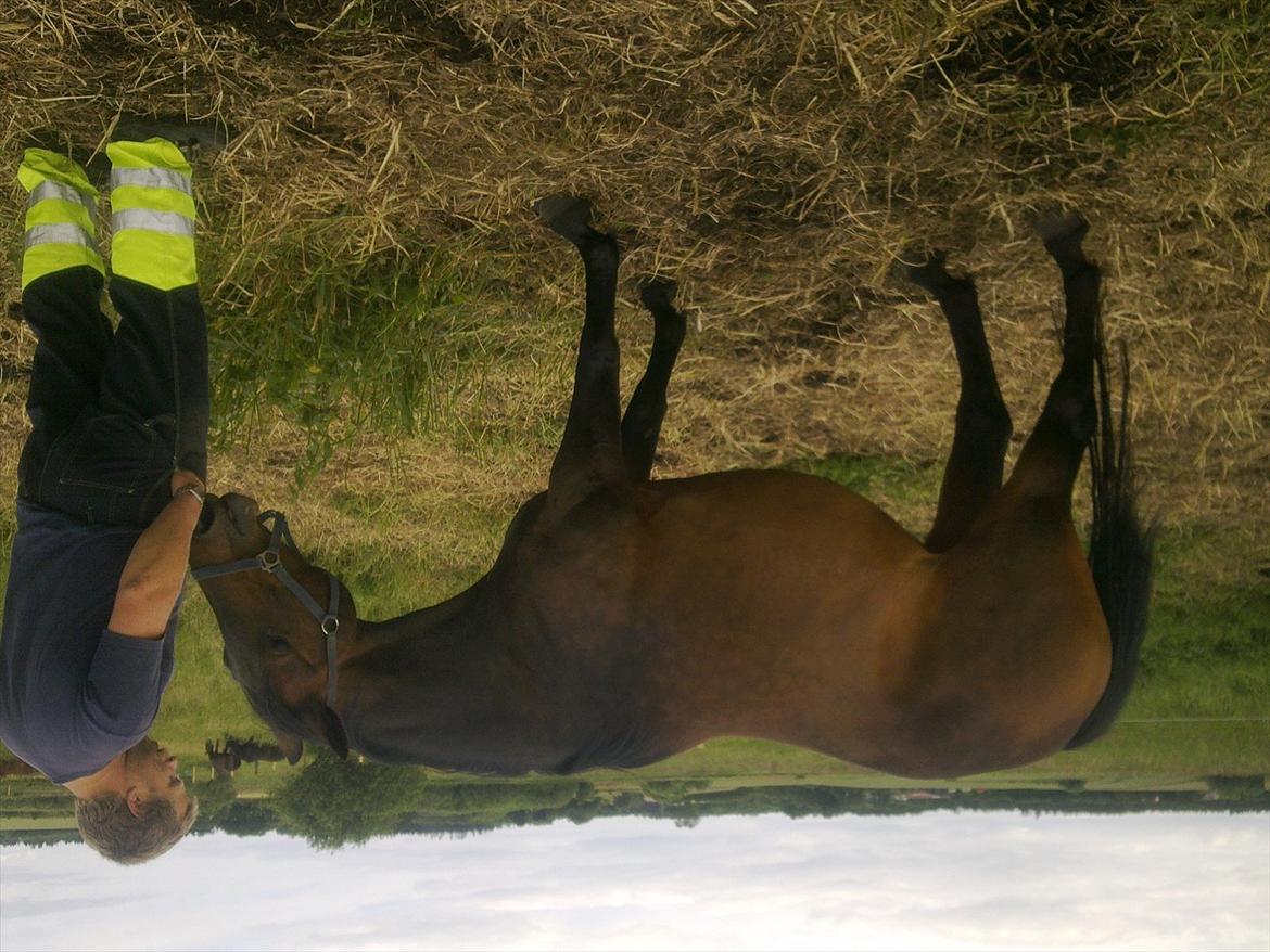 Dansk Varmblod Aqua billede 11