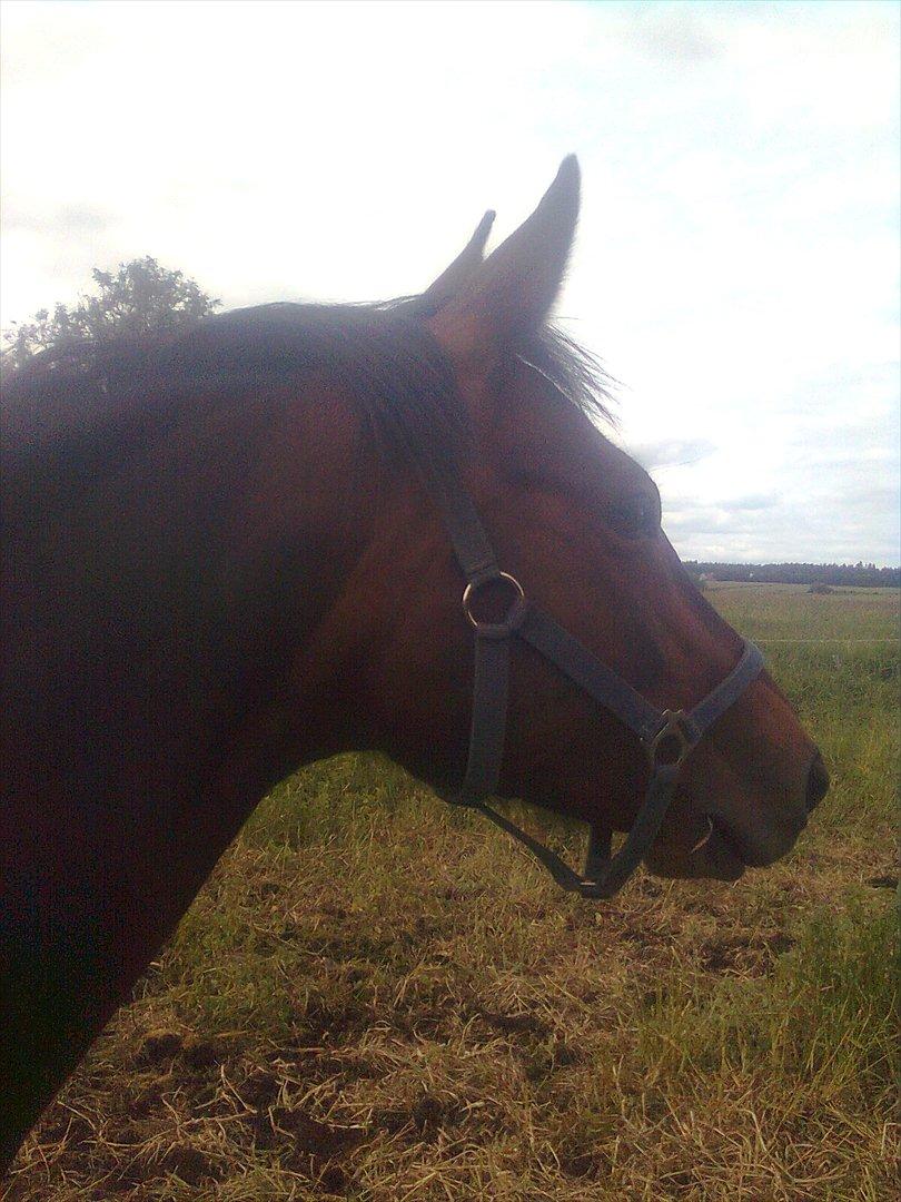 Dansk Varmblod Aqua billede 4