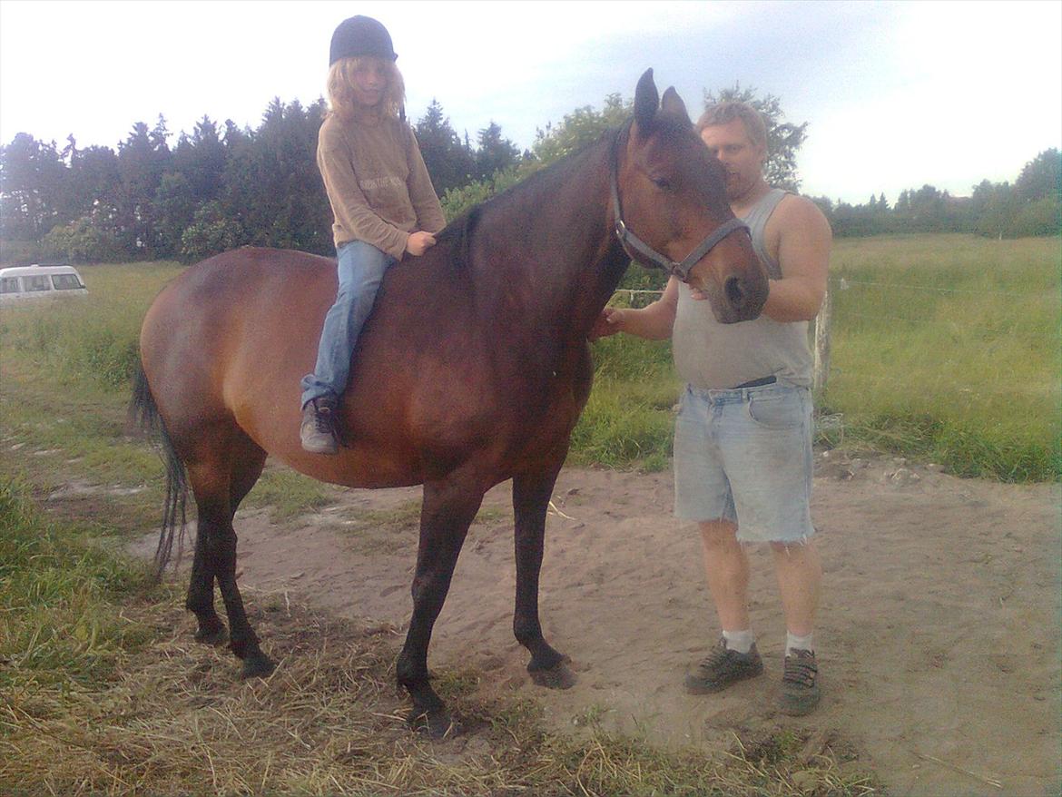 Dansk Varmblod Aqua billede 7