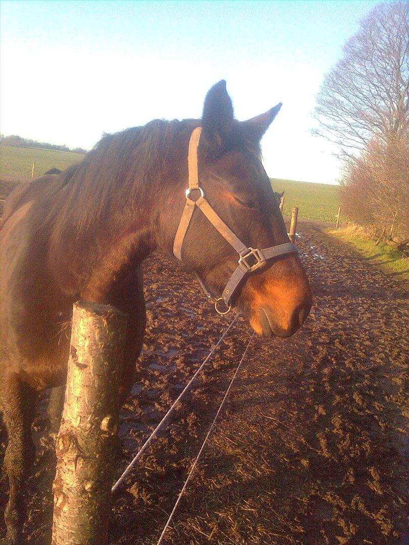 Dansk Varmblod Aqua billede 8