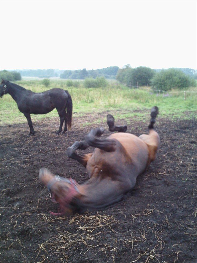 Dansk Varmblod Aqua billede 10