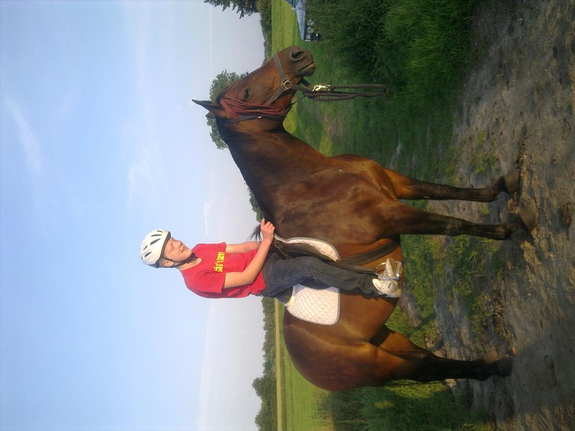 Dansk Varmblod Aqua billede 13