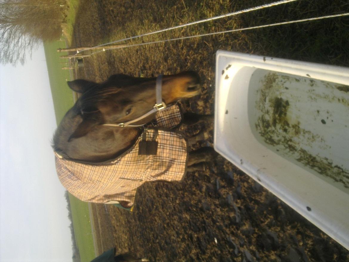 Dansk Varmblod Aqua billede 15