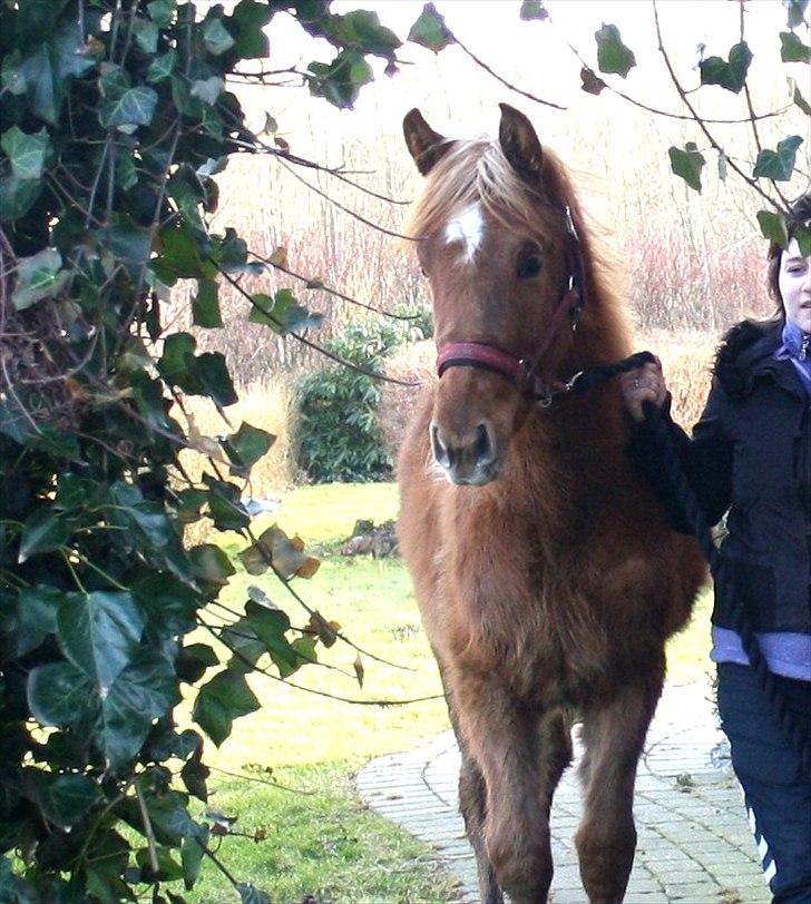 Anden særlig race Wisdoms Ameera ''SOLGT* - Wisdoms Ameera
Foto : Rebecca Jakobsen
Den 24/2-2012 billede 1