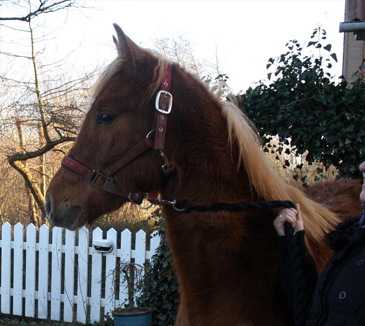 Anden særlig race Wisdoms Ameera ''SOLGT* - Wisdoms Ameera 
Foto : Rebecca Jakobsen
Den 24/2-2012 billede 2
