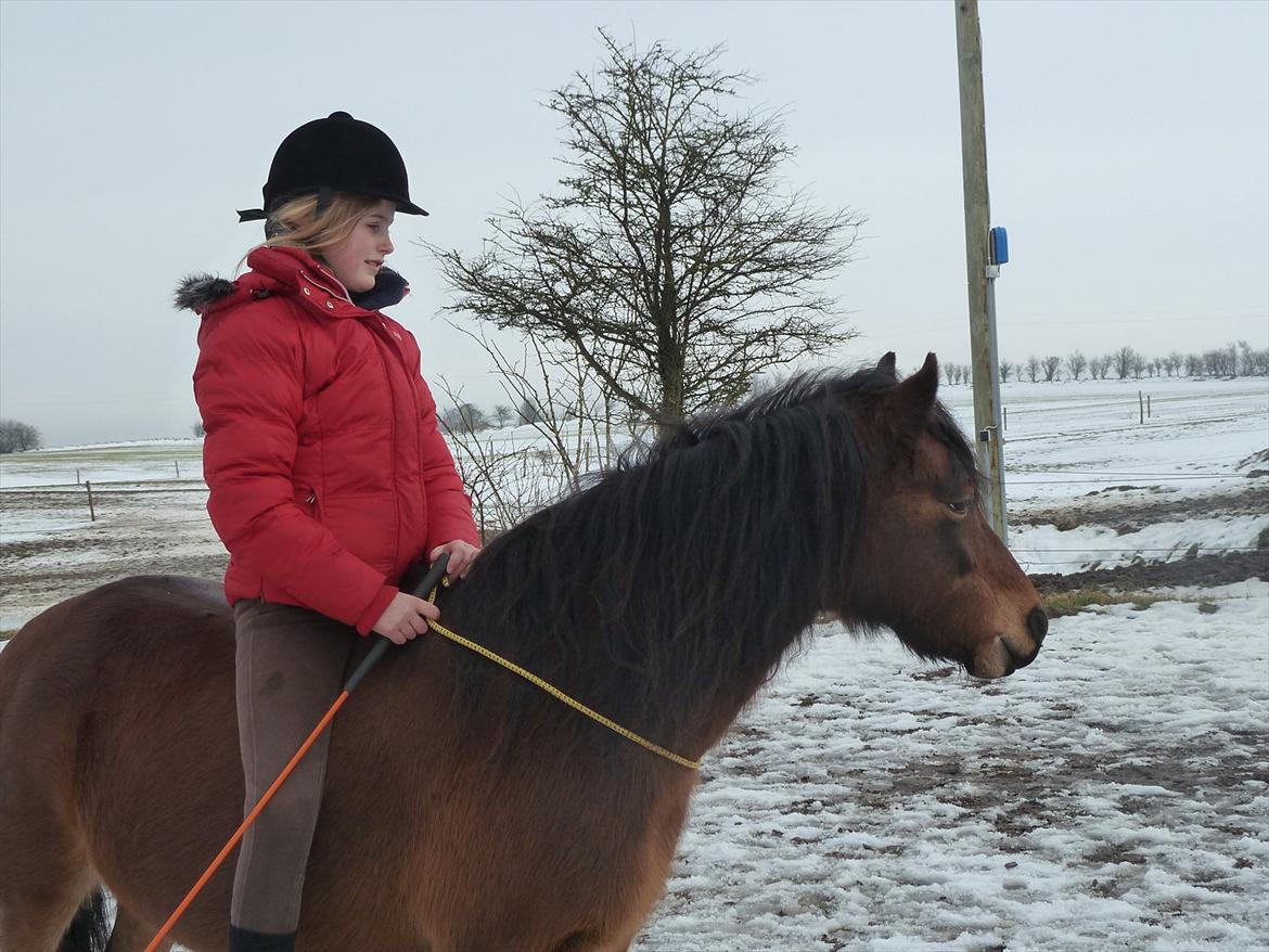 Welsh Pony (sec B) Skovbjergs Zenea billede 8