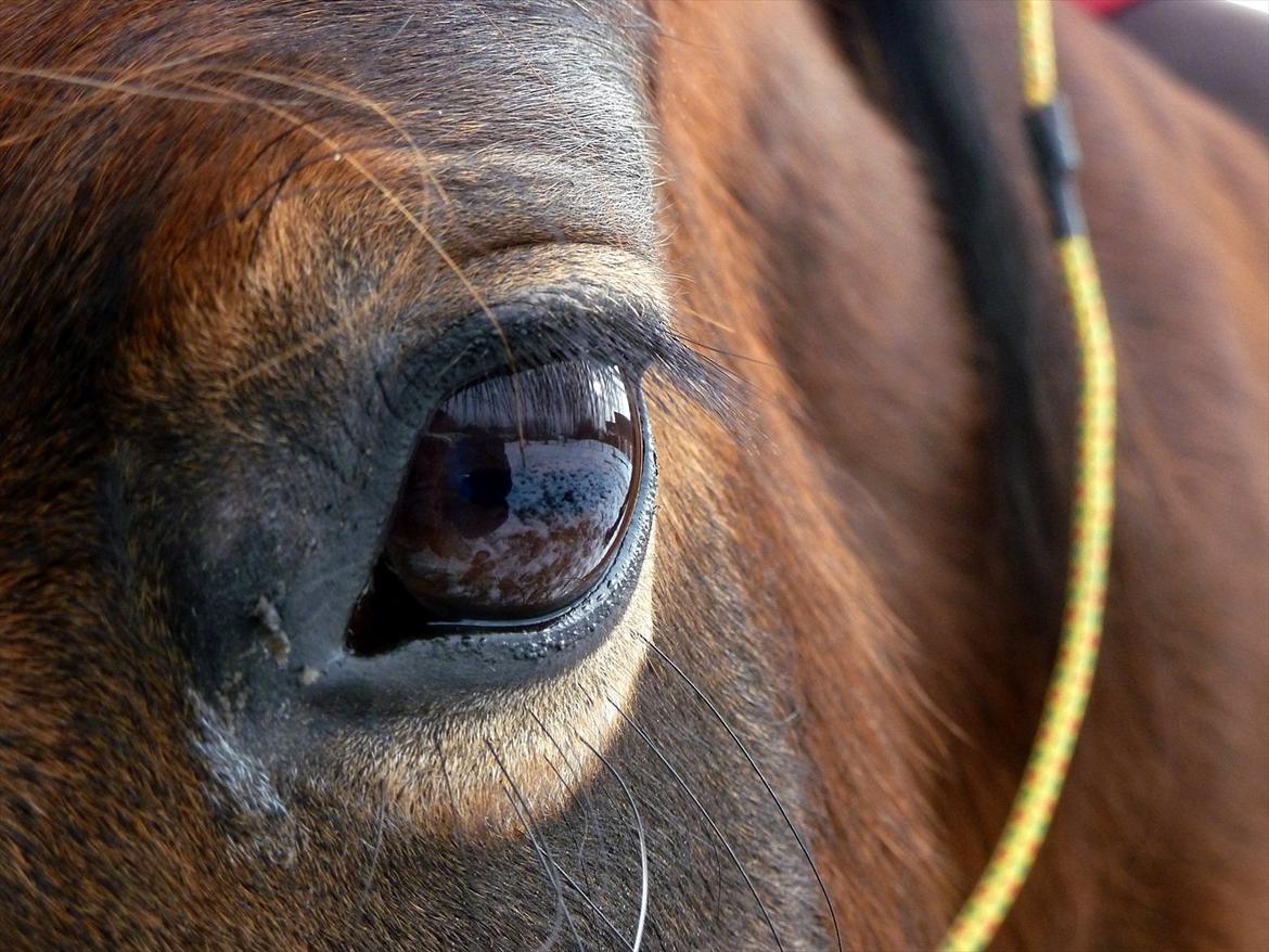 Welsh Pony (sec B) Skovbjergs Zenea billede 9