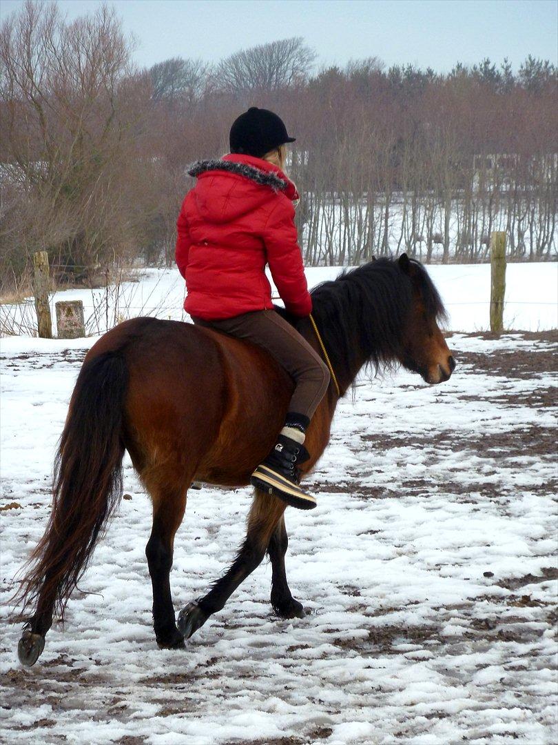 Welsh Pony (sec B) Skovbjergs Zenea billede 10