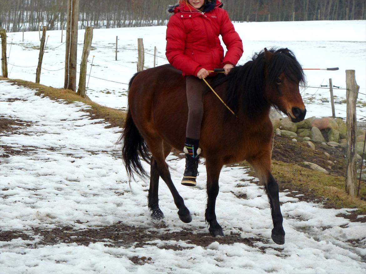 Welsh Pony (sec B) Skovbjergs Zenea billede 11