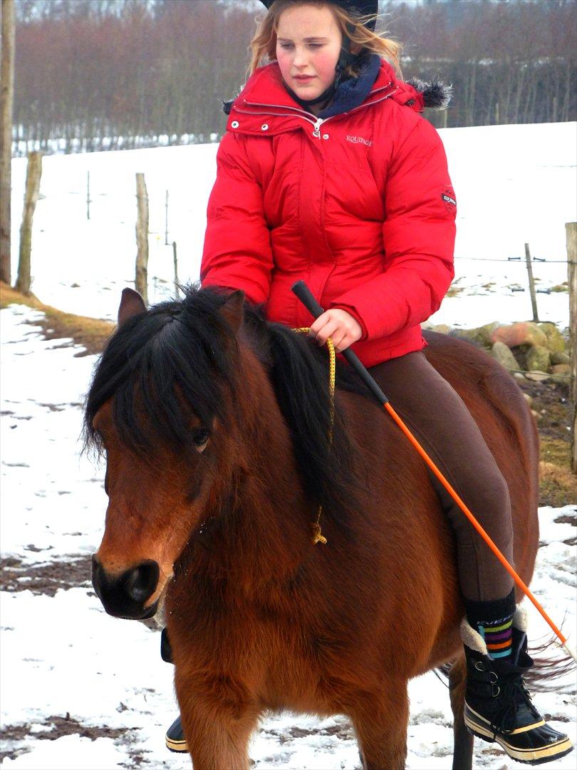 Welsh Pony (sec B) Skovbjergs Zenea billede 12